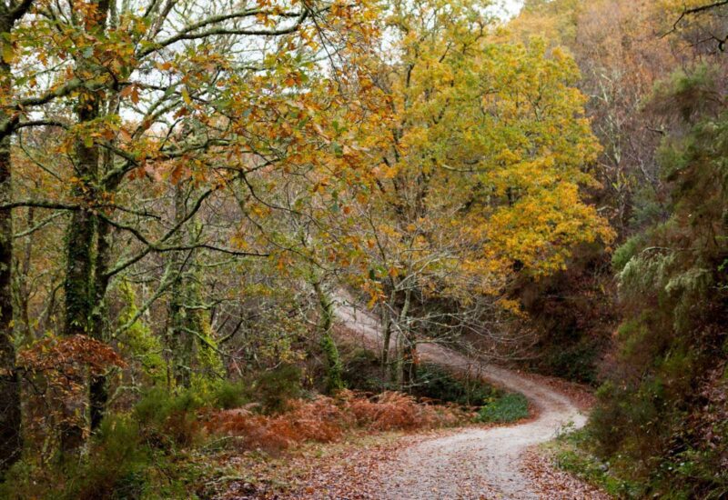 Un camino en un bosque en otoño