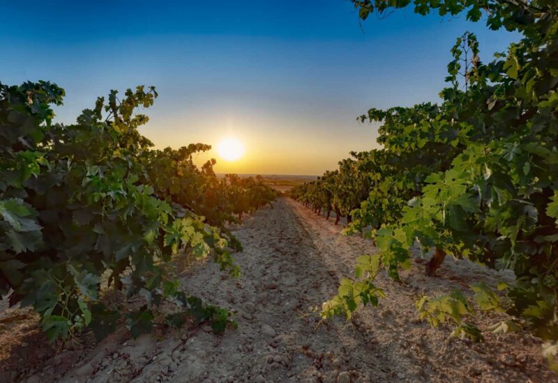 The Vineyards of Zamora