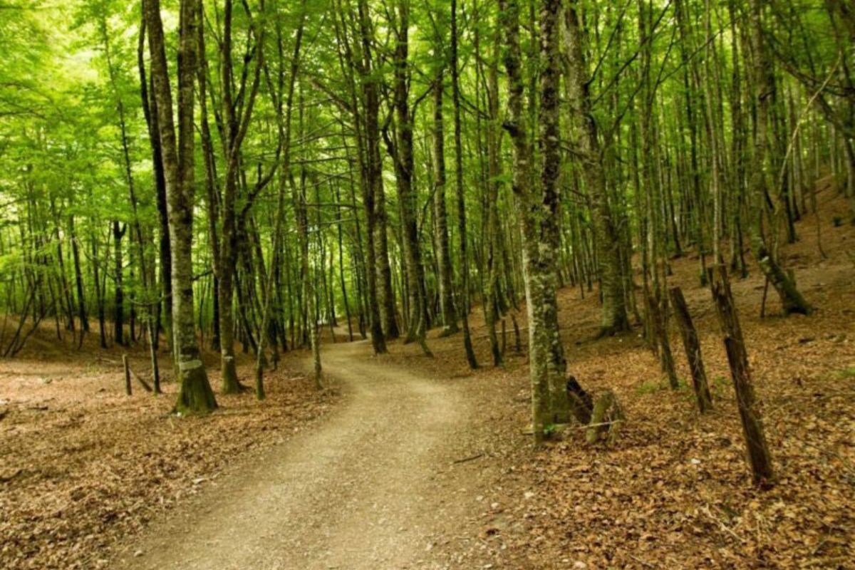 Chemin Français