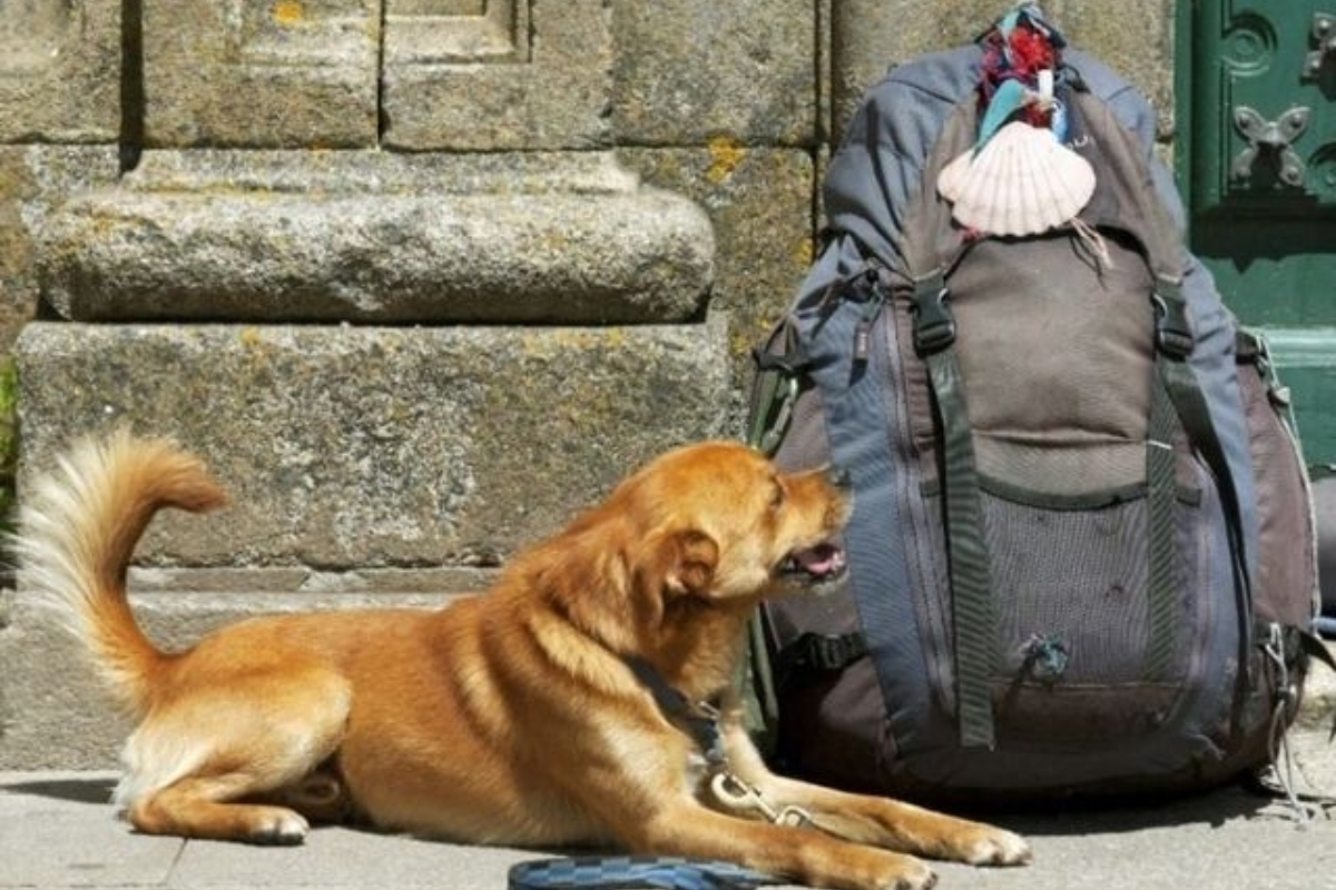 Un perro junto a una mochila del peregrino